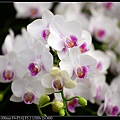 nEO_IMG_150321--Shilin Orchid D610 012-1000.jpg