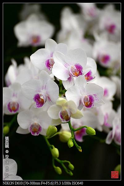 nEO_IMG_150321--Shilin Orchid D610 013-1000.jpg