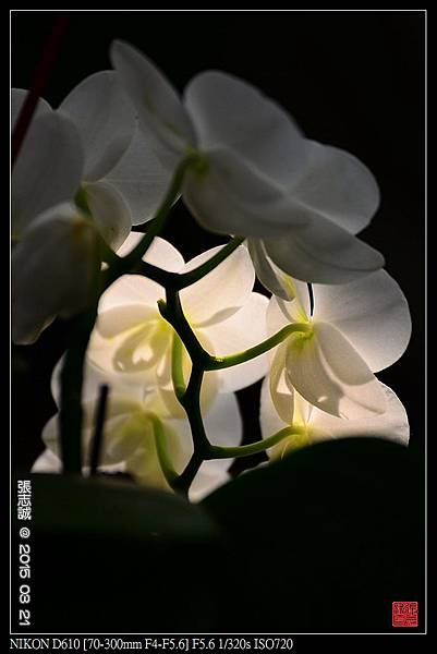 nEO_IMG_150321--Shilin Orchid D610 015-1000.jpg