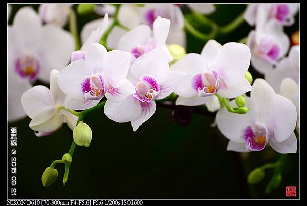 nEO_IMG_150321--Shilin Orchid D610 019-1000.jpg