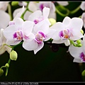 nEO_IMG_150321--Shilin Orchid D610 019-1000.jpg