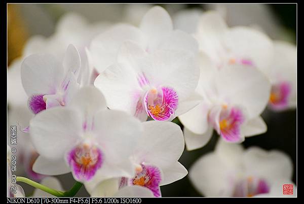 nEO_IMG_150321--Shilin Orchid D610 020-1000.jpg