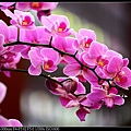 nEO_IMG_150321--Shilin Orchid D610 043-1000.jpg