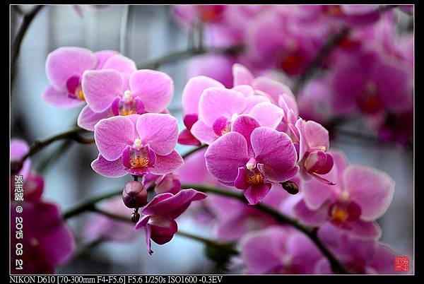 nEO_IMG_150321--Shilin Orchid D610 045-1000.jpg