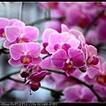 nEO_IMG_150321--Shilin Orchid D610 045-1000.jpg