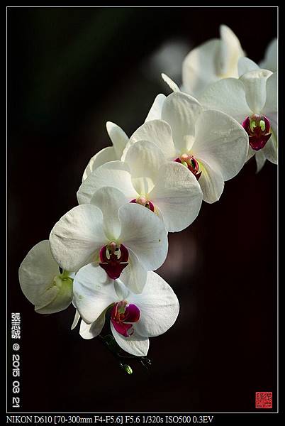 nEO_IMG_150321--Shilin Orchid D610 046-1000.jpg