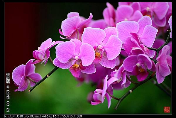 nEO_IMG_150321--Shilin Orchid D610 048-1000.jpg