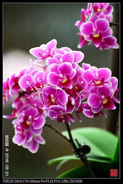 nEO_IMG_150321--Shilin Orchid D610 051-1000.jpg