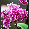 nEO_IMG_150321--Shilin Orchid D610 051-1000.jpg