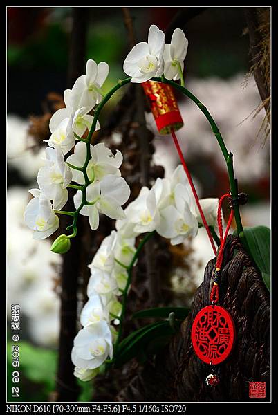 nEO_IMG_150321--Shilin Orchid D610 052-1000.jpg