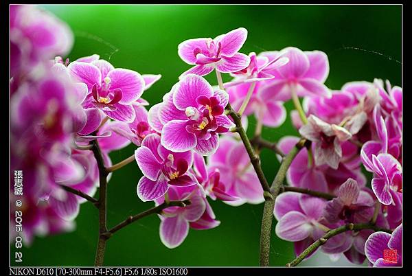 nEO_IMG_150321--Shilin Orchid D610 054-1000.jpg