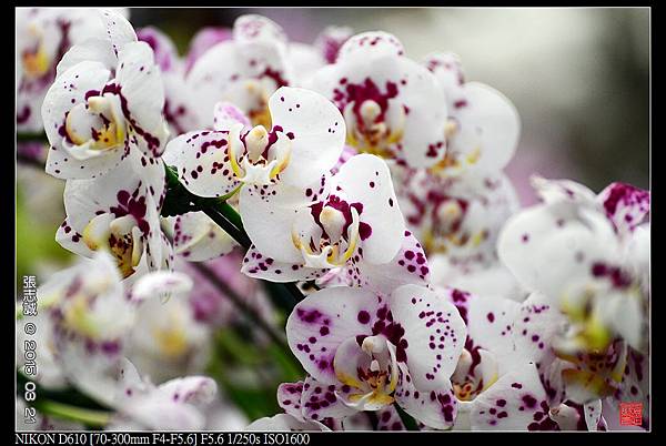 nEO_IMG_150321--Shilin Orchid D610 055-1000.jpg