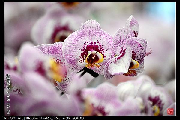 nEO_IMG_150321--Shilin Orchid D610 056-1000.jpg