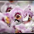 nEO_IMG_150321--Shilin Orchid D610 056-1000.jpg