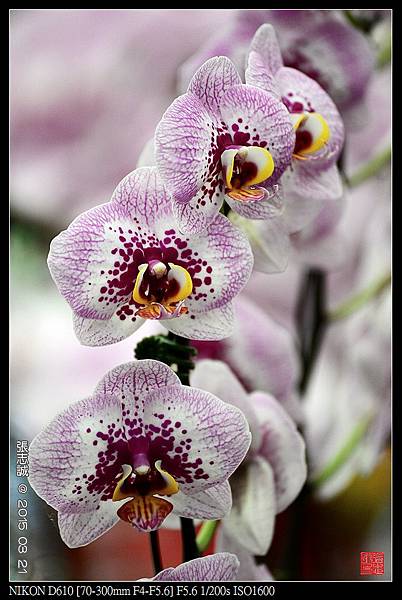 nEO_IMG_150321--Shilin Orchid D610 059-1000.jpg