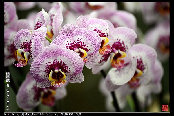 nEO_IMG_150321--Shilin Orchid D610 063-1000.jpg