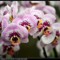 nEO_IMG_150321--Shilin Orchid D610 063-1000.jpg