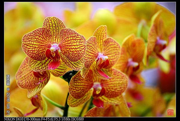 nEO_IMG_150321--Shilin Orchid D610 064-1000.jpg