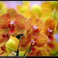 nEO_IMG_150321--Shilin Orchid D610 064-1000.jpg