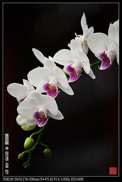 nEO_IMG_150321--Shilin Orchid D610 068-1000.jpg