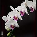 nEO_IMG_150321--Shilin Orchid D610 068-1000.jpg