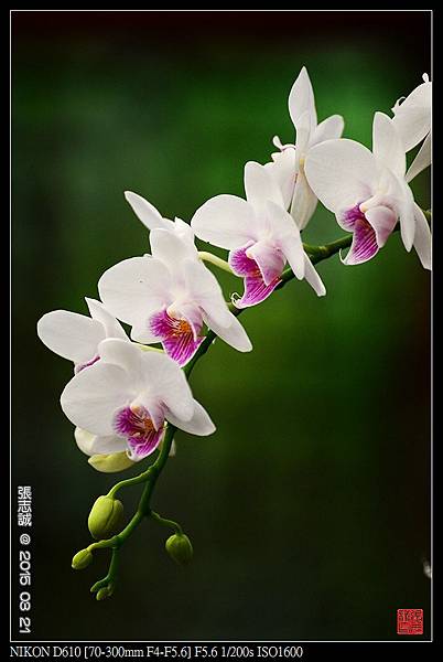 nEO_IMG_150321--Shilin Orchid D610 073-1000.jpg