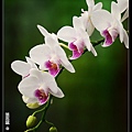 nEO_IMG_150321--Shilin Orchid D610 073-1000.jpg