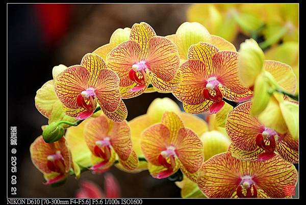 nEO_IMG_150321--Shilin Orchid D610 077-1000.jpg