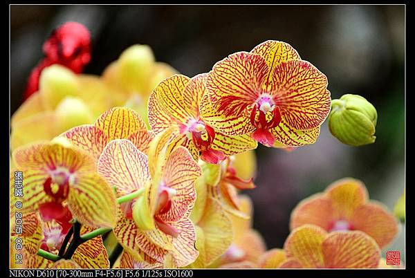 nEO_IMG_150321--Shilin Orchid D610 079-1000.jpg