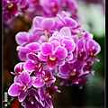 nEO_IMG_150321--Shilin Orchid D610 080-1000.jpg