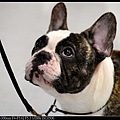 nEO_IMG_150425--Puppy D610 022-1000.jpg