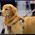 nEO_IMG_150425--Puppy D610 105-1000.jpg