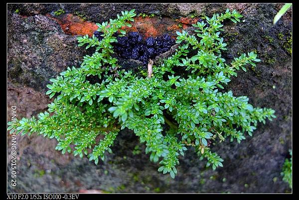 nEO_IMG_150529--Green Grass 002-1000.jpg