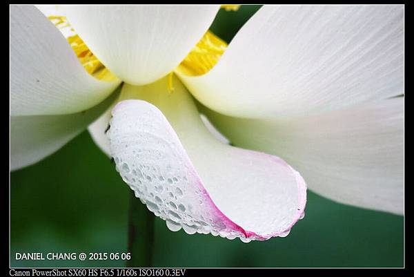 nEO_IMG_150606--ZhiDeYuan Waterlily 011-1000.jpg