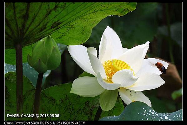 nEO_IMG_150606--ZhiDeYuan Waterlily 014-1000.jpg