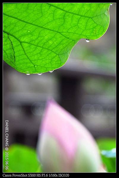 nEO_IMG_150606--ZhiDeYuan Waterlily 034-1000.jpg