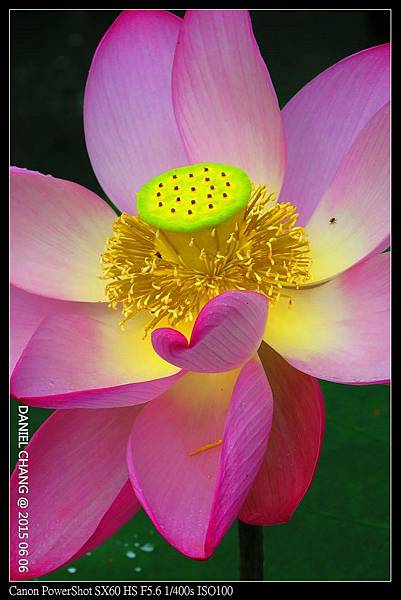 nEO_IMG_150606--ZhiDeYuan Waterlily 072-1000.jpg