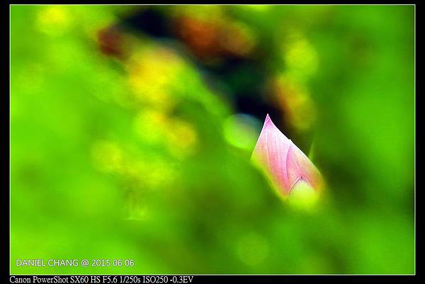 nEO_IMG_150606--ZhiDeYuan Waterlily 117-1000.jpg