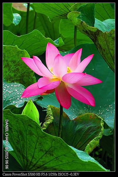 nEO_IMG_150606--ZhiDeYuan Waterlily 124-1000.jpg