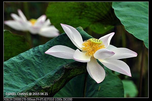 nEO_IMG_150621--ZhideYuan Waterlily 001-1000.jpg