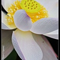 nEO_IMG_150621--ZhideYuan Waterlily 003-1000.jpg