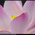 nEO_IMG_150621--ZhideYuan Waterlily 008-1000.jpg