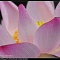 nEO_IMG_150621--ZhideYuan Waterlily 009-1000.jpg