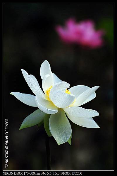 nEO_IMG_150621--ZhideYuan Waterlily 026-1000.jpg