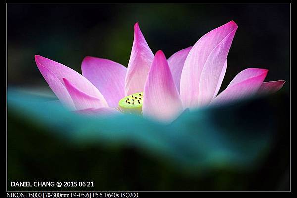 nEO_IMG_150621--ZhideYuan Waterlily 042-1000.jpg