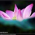 nEO_IMG_150621--ZhideYuan Waterlily 042-1000.jpg