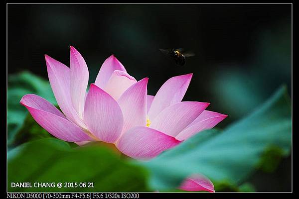 nEO_IMG_150621--ZhideYuan Waterlily 056-1000.jpg