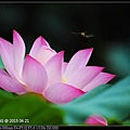 nEO_IMG_150621--ZhideYuan Waterlily 056-1000.jpg