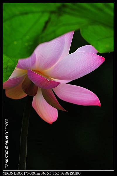 nEO_IMG_150621--ZhideYuan Waterlily 063-1000.jpg