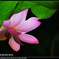 nEO_IMG_150621--ZhideYuan Waterlily 064-1000.jpg